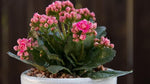 Kalanchoe Kalanchoe Blossfeldiana Flower Seeds for Planting – Succulent Blooms for Indoor Pots and Low - Light Gardens - Dharaseeds