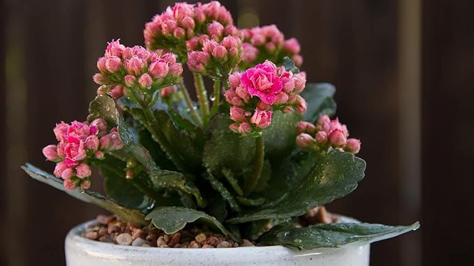 Kalanchoe Kalanchoe Blossfeldiana Flower Seeds for Planting – Succulent Blooms for Indoor Pots and Low - Light Gardens - Dharaseeds
