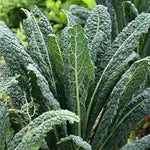 Kale Seeds for Home Garden, 100 Pcs pcs - Dharaseeds
