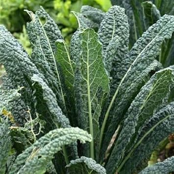 Kale Seeds for Home Garden, 100 Pcs pcs - Dharaseeds