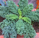 kale seeds for planting winterbor high yield leafy greens