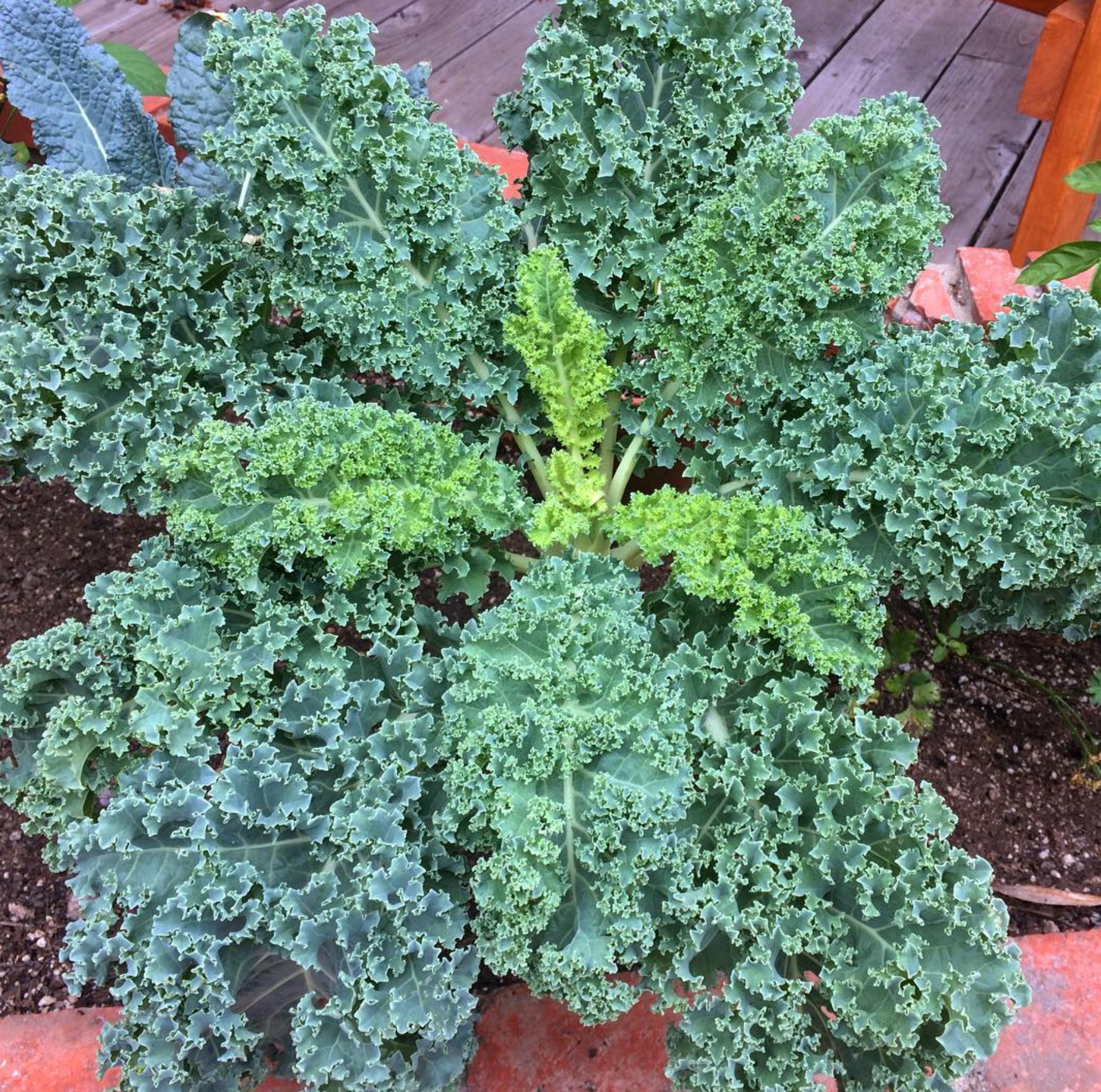 kale seeds for planting winterbor high yield leafy greens
