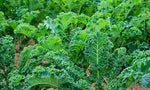 Kale Seeds for Vegetable Garden, 100 Pcs pcs - Dharaseeds