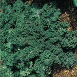 winterbor kale seeds organic heirloom high germination for home gardening