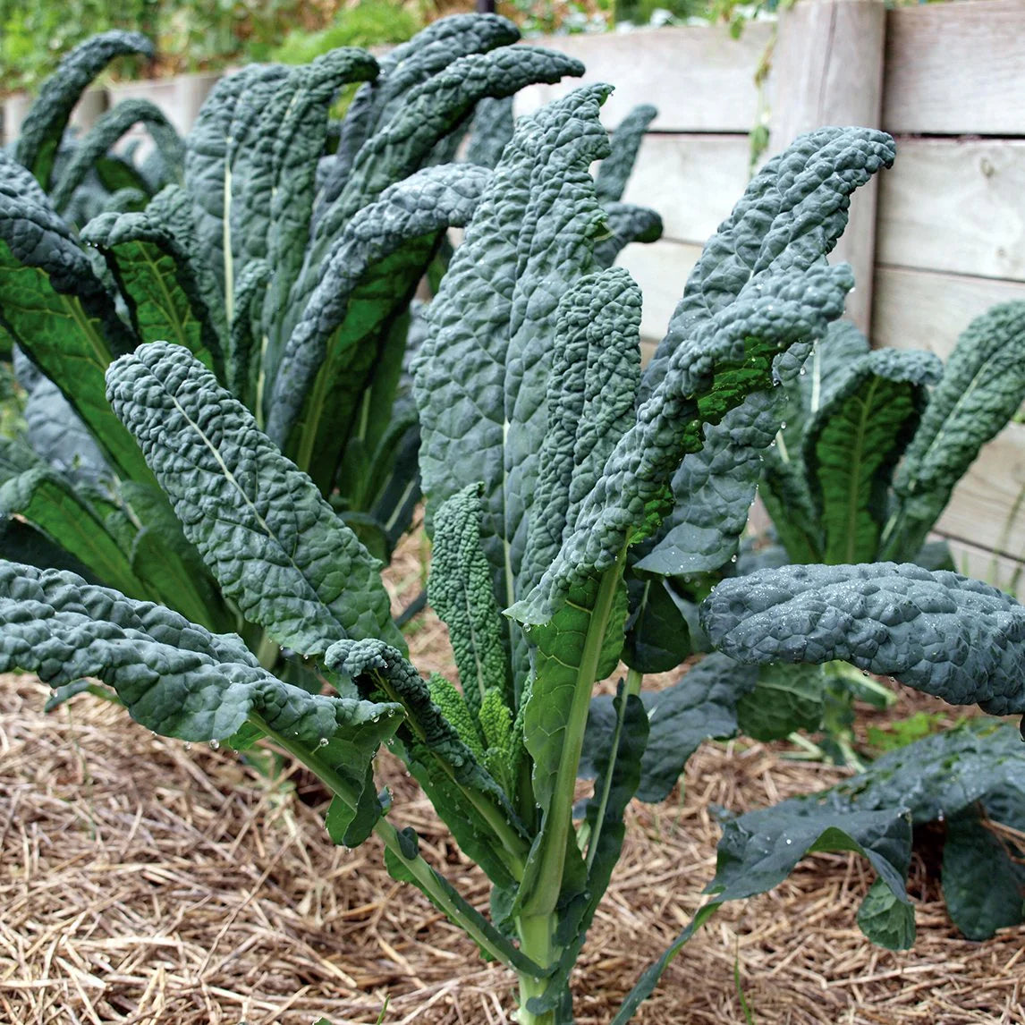 Kale Italian Vegetable Seeds for Planting