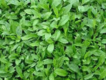 Kalimeris Seeds for Planting, 100 Pcs pcs - Dharaseeds