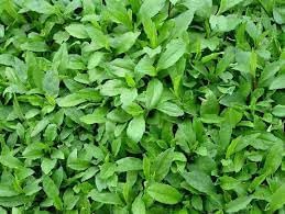 Kalimeris Seeds for Planting, 100 Pcs pcs - Dharaseeds