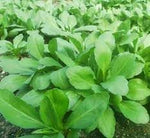 Kalimeris Vegetable Seeds for Planting - 100 Pcs pcs - Dharaseeds