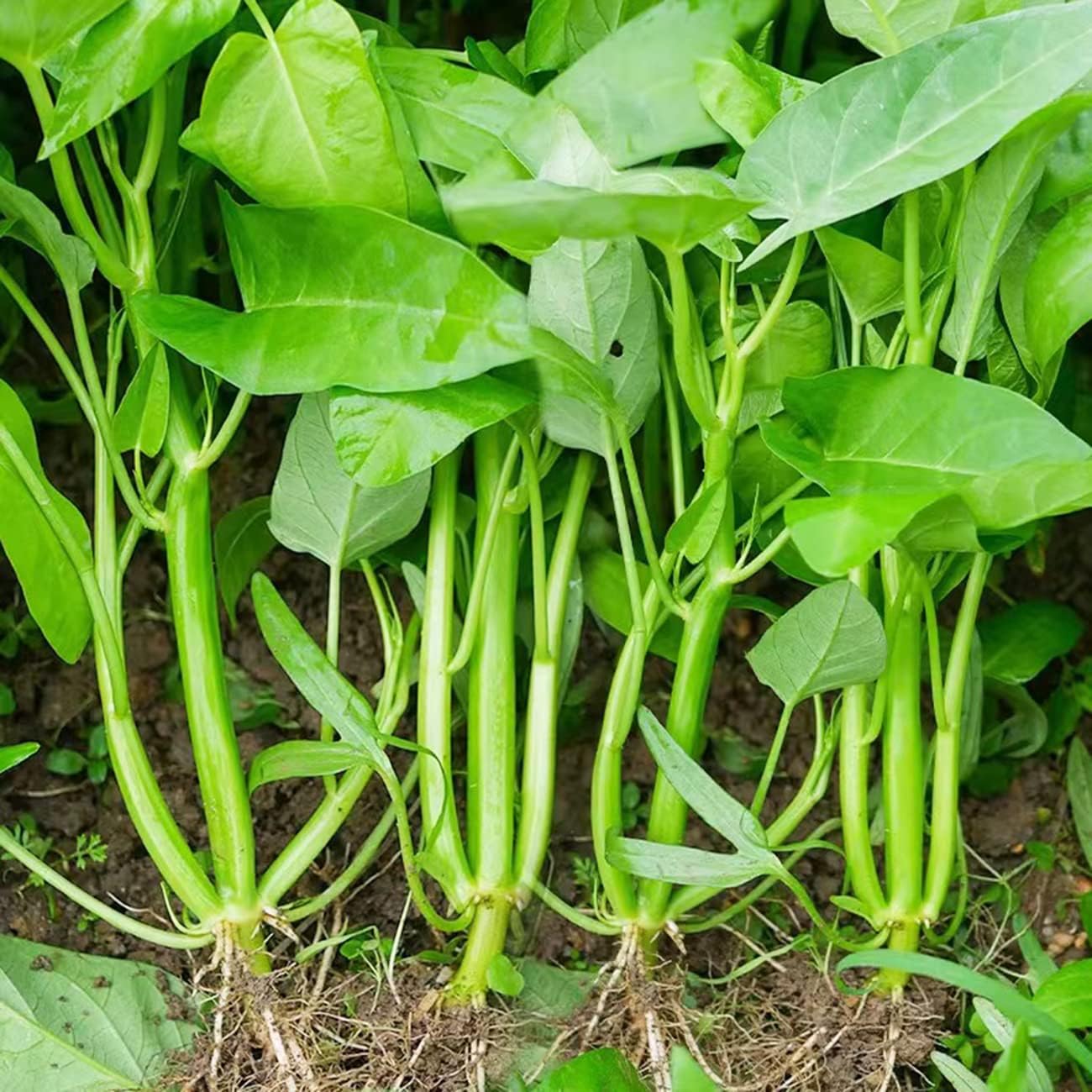 Kangkong water spinach heirloom seeds for organic gardening