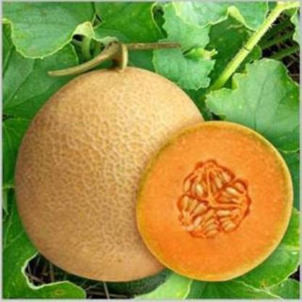 Karamel melon seeds for planting in home garden