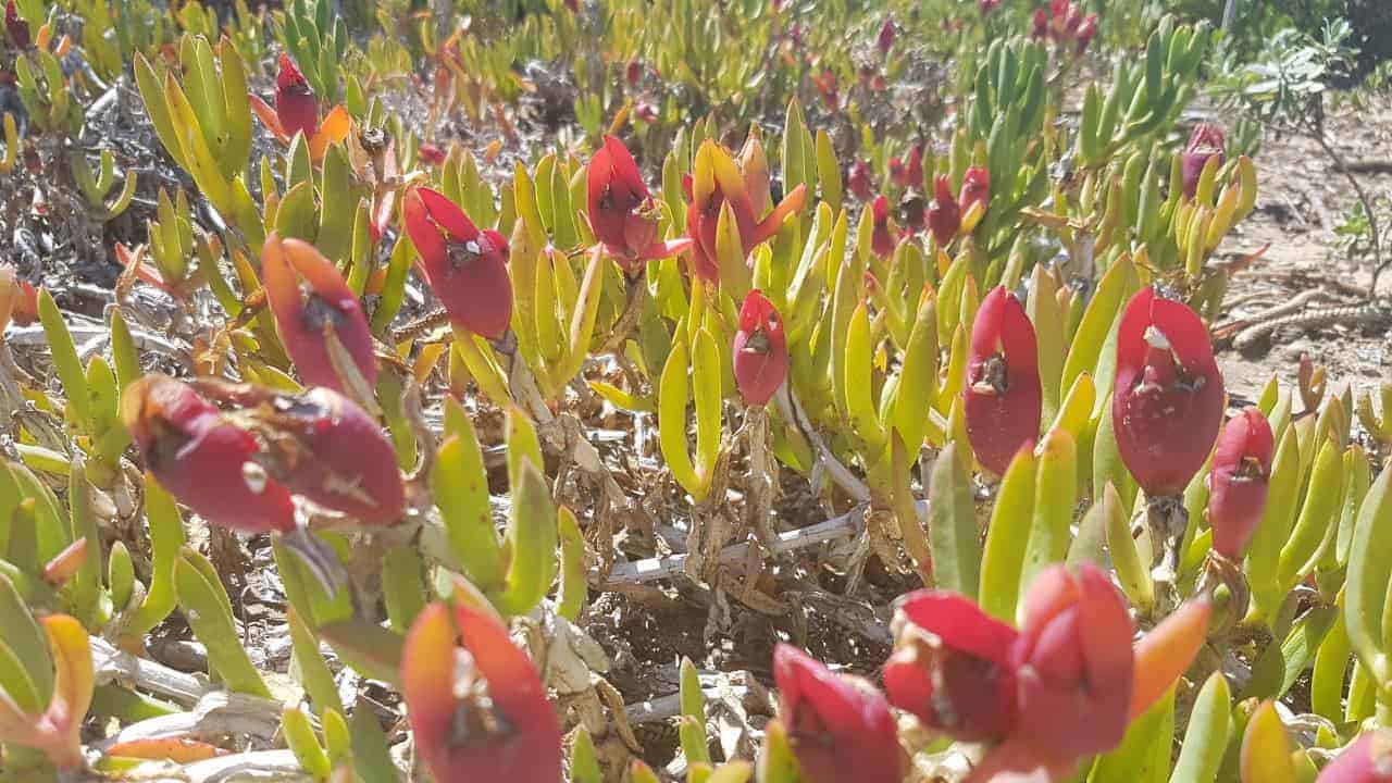 Karkalla (Carpobrotus glaucescens)