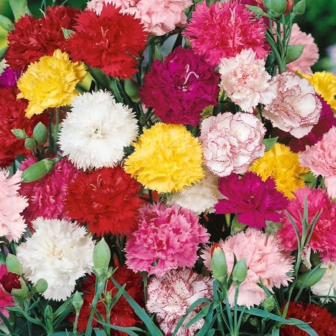 Karminrot Dianthus Perennial Flower Seeds – Classic Crimson Shades with Fragrant Petals - Dharaseeds