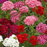 Karminrot Dianthus Perennial Flower Seeds – Classic Crimson Shades with Fragrant Petals - Dharaseeds
