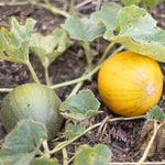 High germination Kazakh melon seeds for organic home gardening