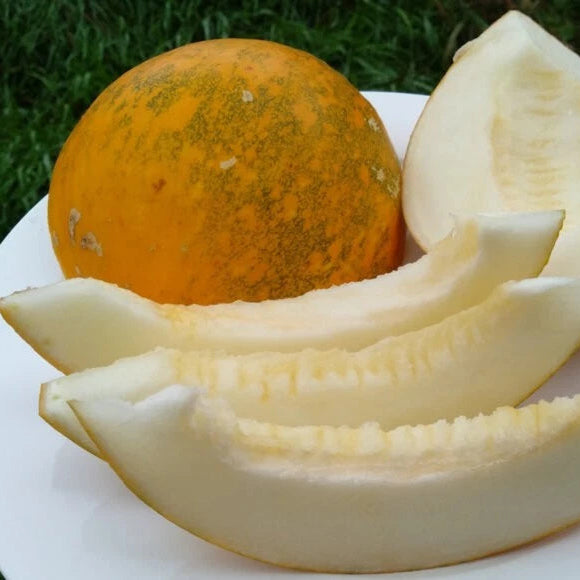 Premium Kazakh melon seeds for backyard garden growing