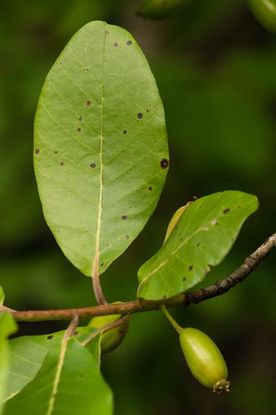 Ogeechee Lime (Nyssa ogeche) Seeds