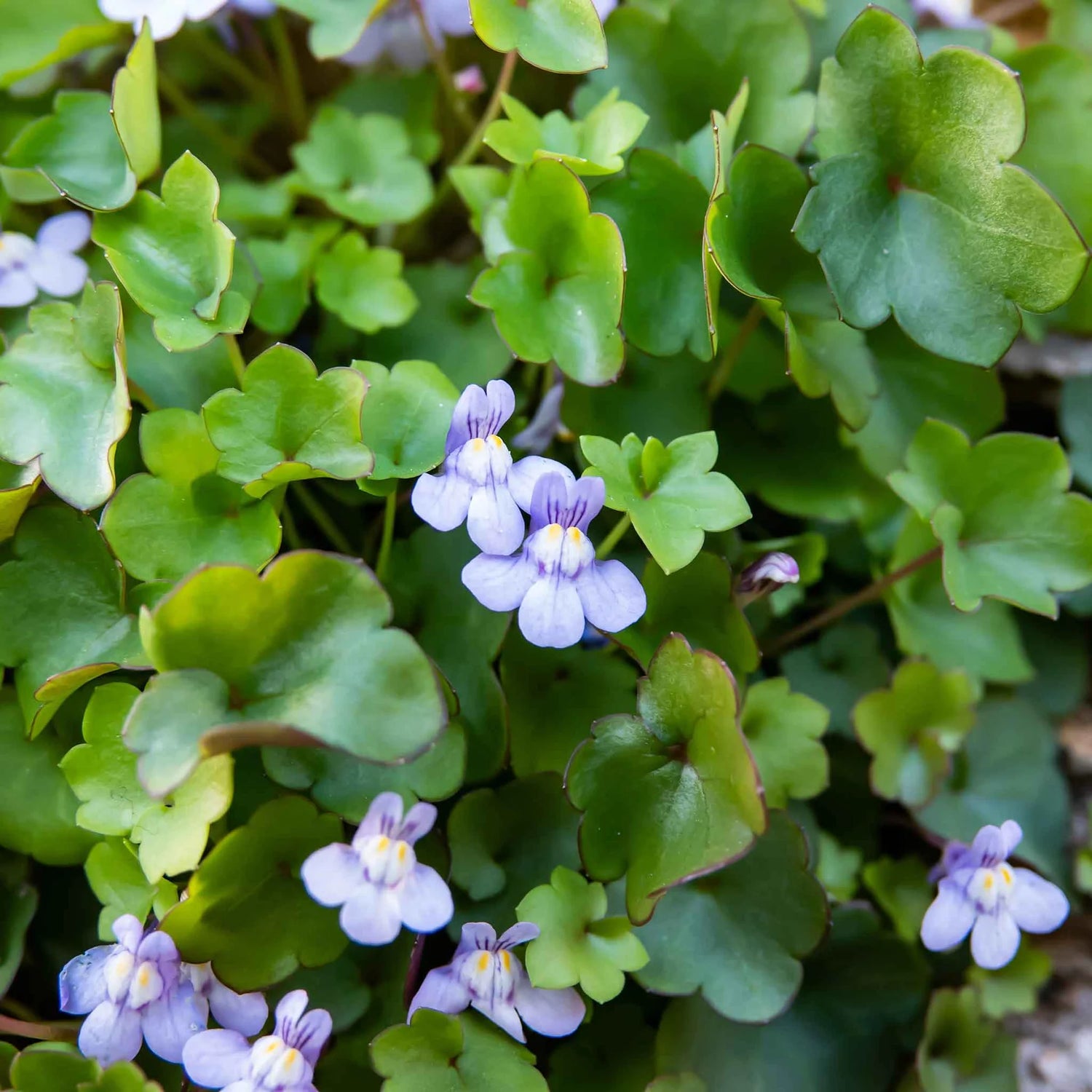 Kenilworth Ivy Seeds