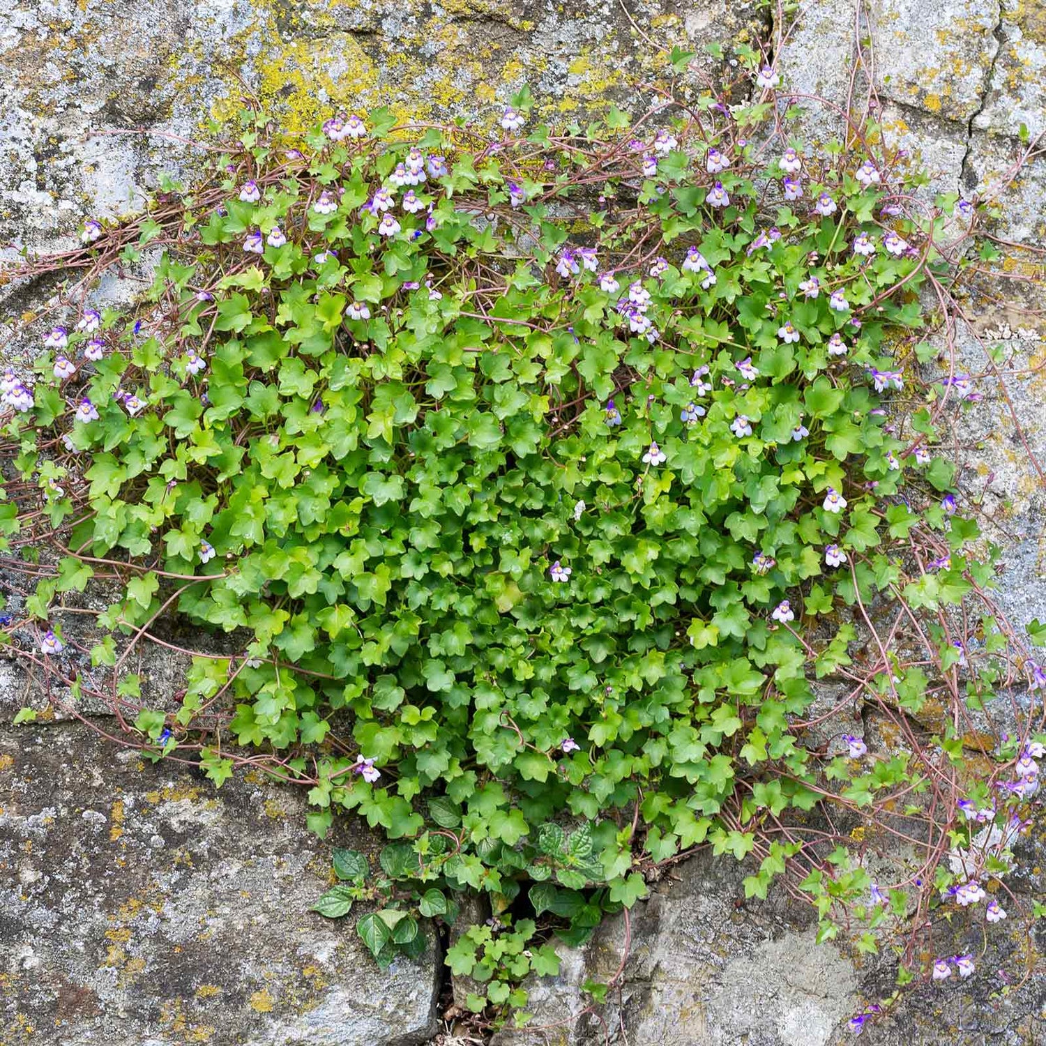 Kenilworth Ivy Seeds