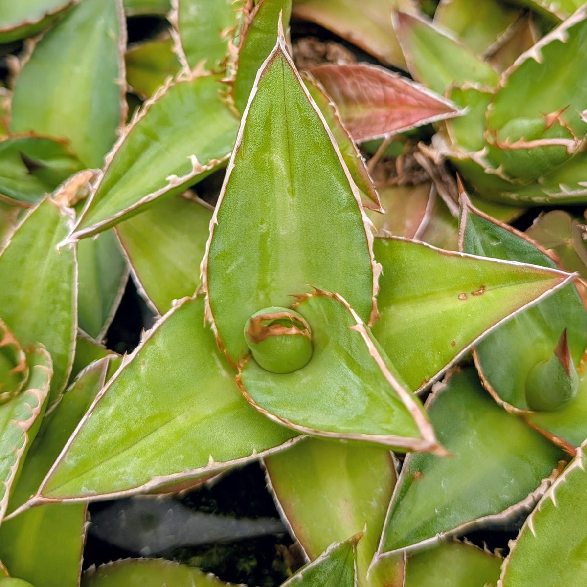 Agave kerchovei seeds ideal for rock gardens and xeriscapes