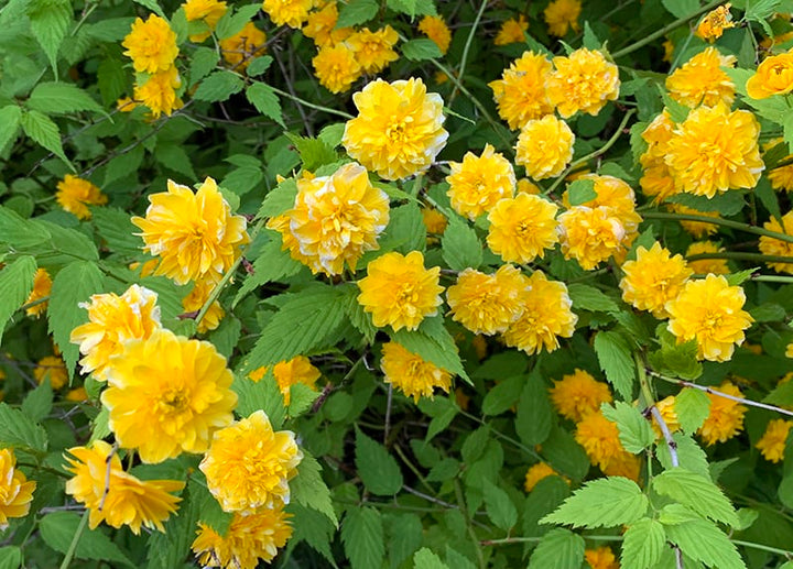 Kerrie Flower Seeds for Planting 100
