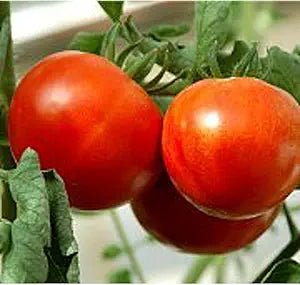 Kewalo Tomato Seeds – Medium Season Tomato Variety with Balanced Flavor - Dharaseeds