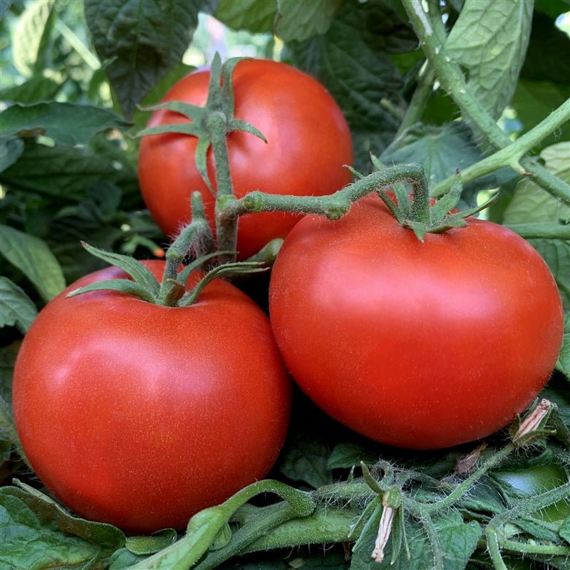 Kewalo Tomato Seeds – Medium Season Tomato Variety with Balanced Flavor - Dharaseeds