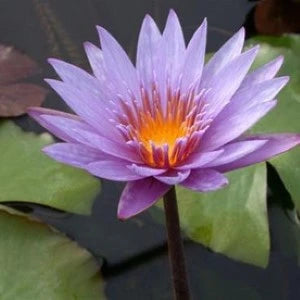 Nymphaea Arunvaree