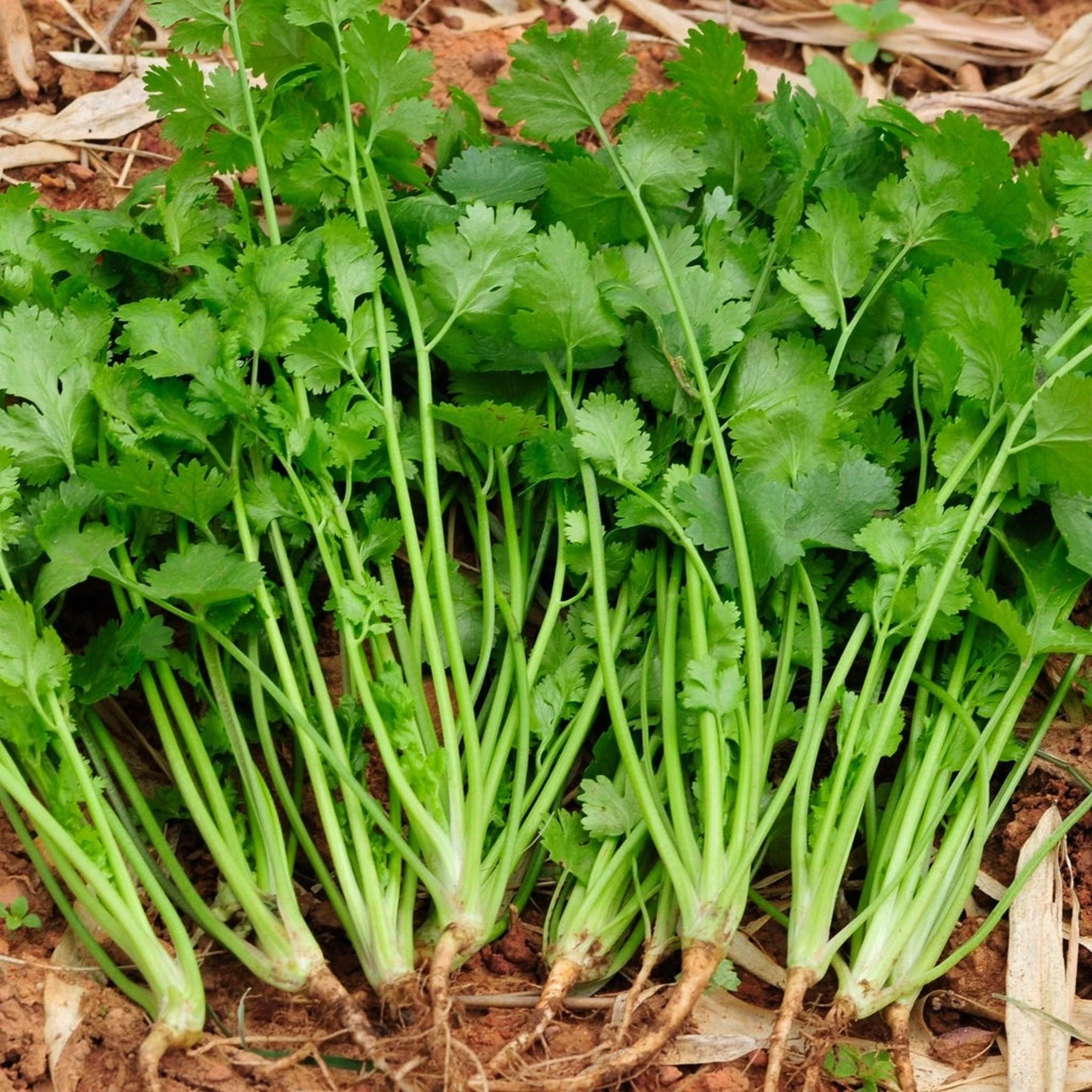 Kitchen garden cilantro seeds for home use