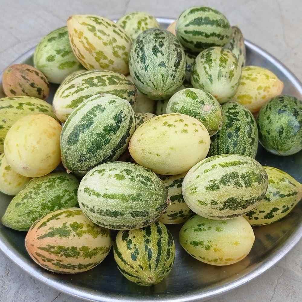 Melon Toad Skin planting seeds for kitchen gardens