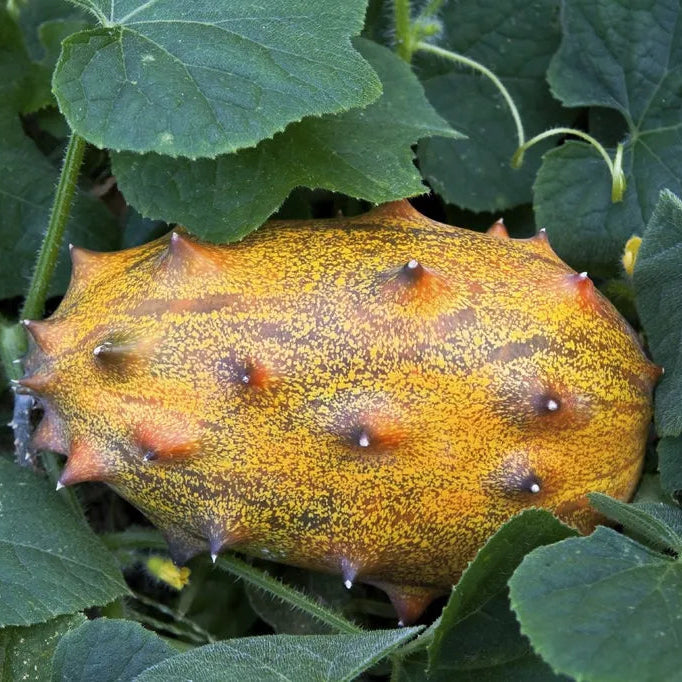 Kiwano Cucumis Metuliferus seeds for exotic garden planting