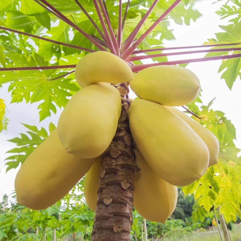 Exotic kiwano seeds producing tropical-style vines