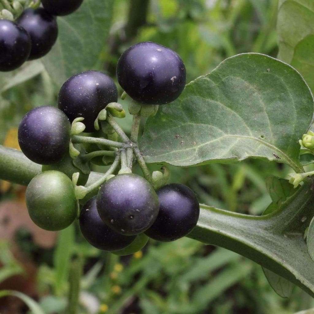 Non-GMO Kiwano garden seeds for home growers