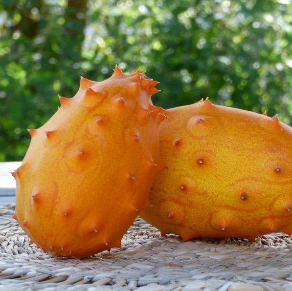 Kiwano Horned Melon seeds ideal for backyard gardening