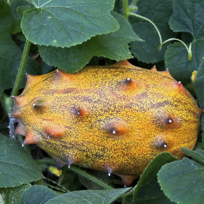 Kiwano horned melon seeds for exotic garden planting