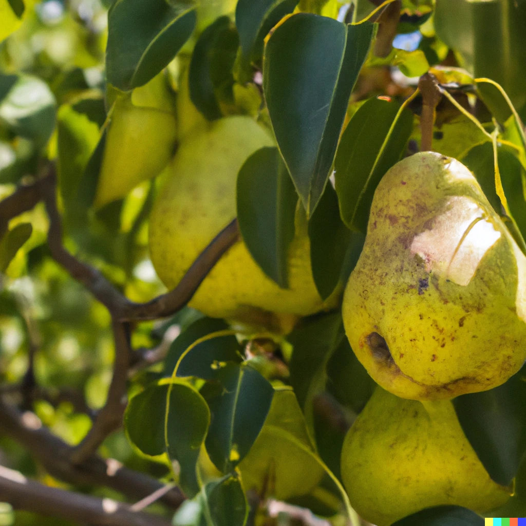 Kiwano horned melon seeds with high germination rate