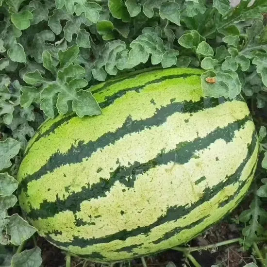 Horned melon seeds for tropical-style vine gardening
