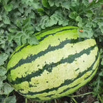 Horned melon seeds for tropical-style vine gardening