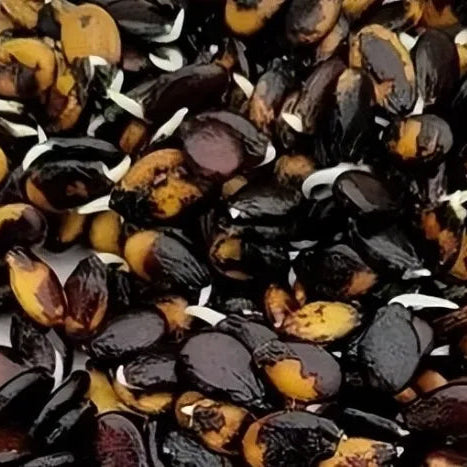 Non GMO Kiwano Melon Seeds for home gardening