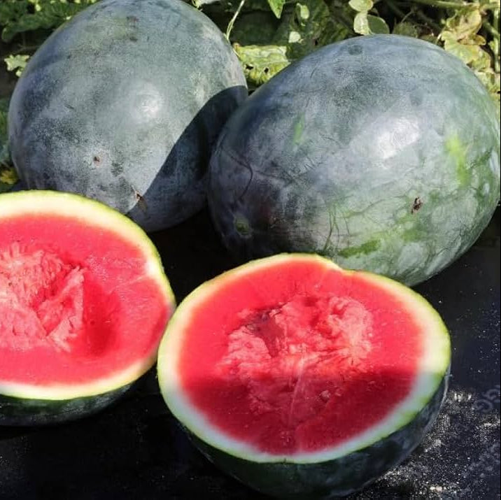 Exotic kiwano seeds for home garden growers