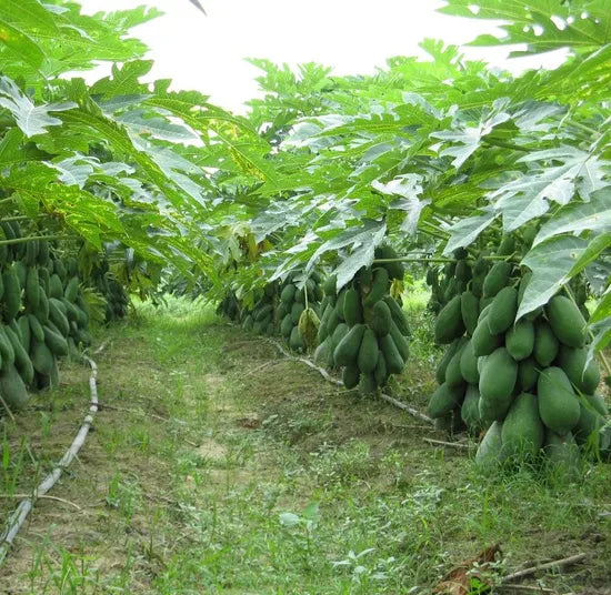 Kiwano seeds for exotic tropical plants with spiky fruit