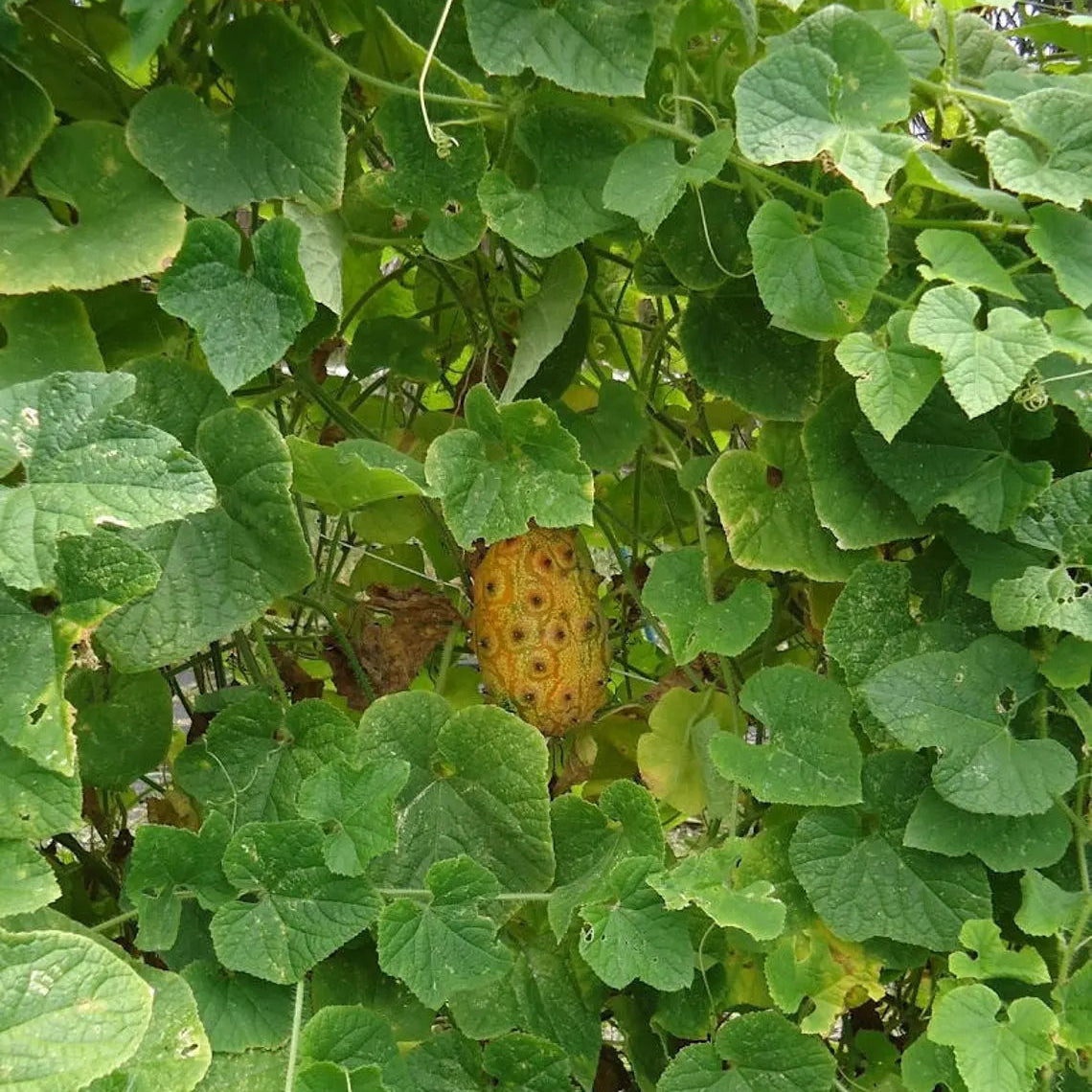 Kiwano seeds exotic vine variety for home gardens