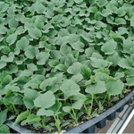 Fast growing Kiwano seeds for climbing vines