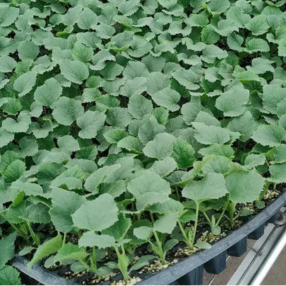 Fast growing Kiwano seeds for climbing vines