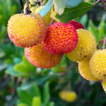 Kiwano seeds for planting rare garden plant