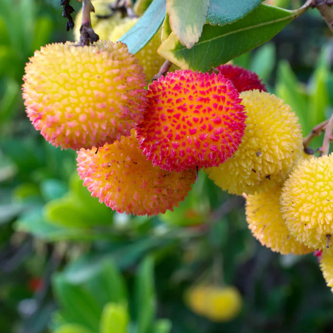 Kiwano seeds for planting rare garden plant