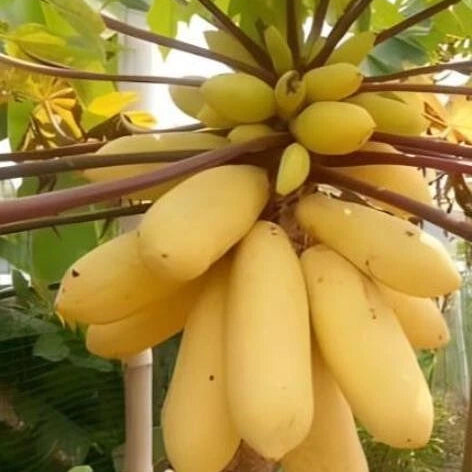 Kiwano vine grown from non-GMO kiwano seeds