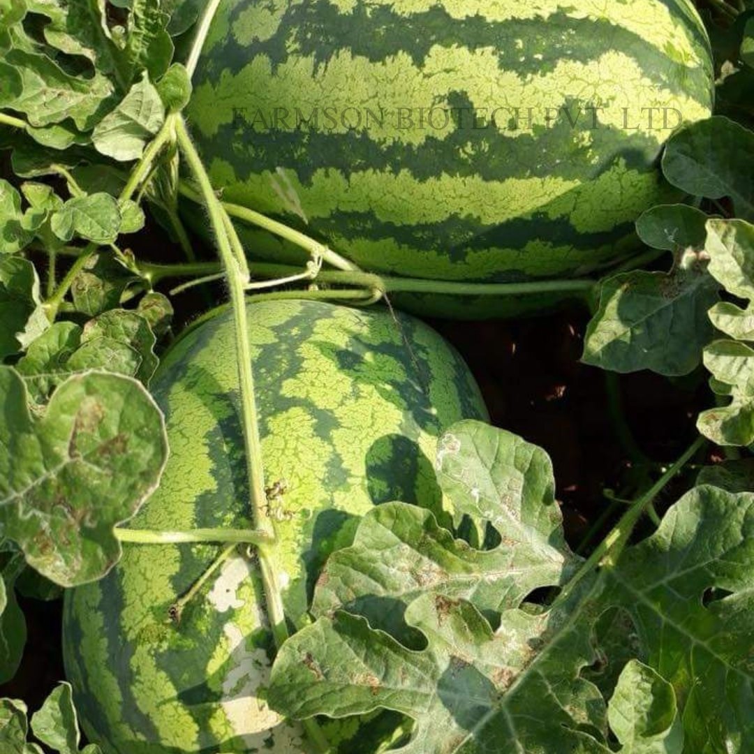 Non-GMO Kiwano seeds with high germination for gardeners