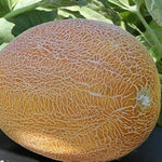 Spiky Kiwano seeds non-GMO organic variety