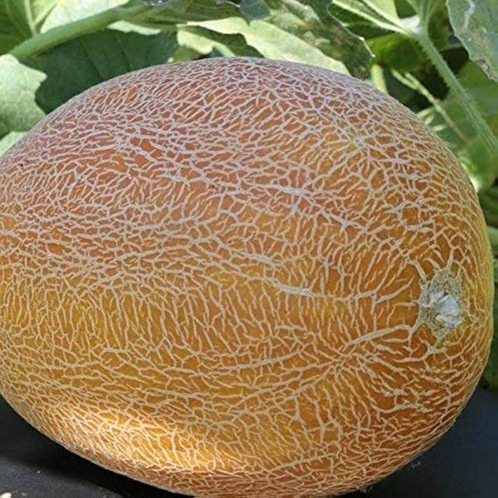 Spiky Kiwano seeds non-GMO organic variety