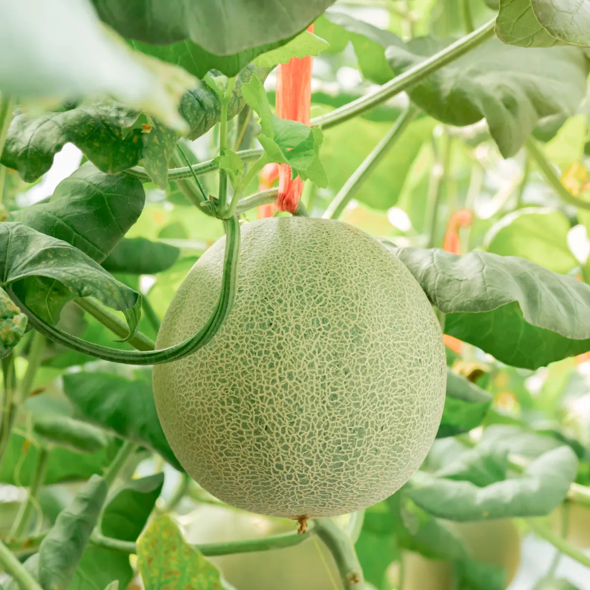 Spiky Kiwano plant seeds for home gardening